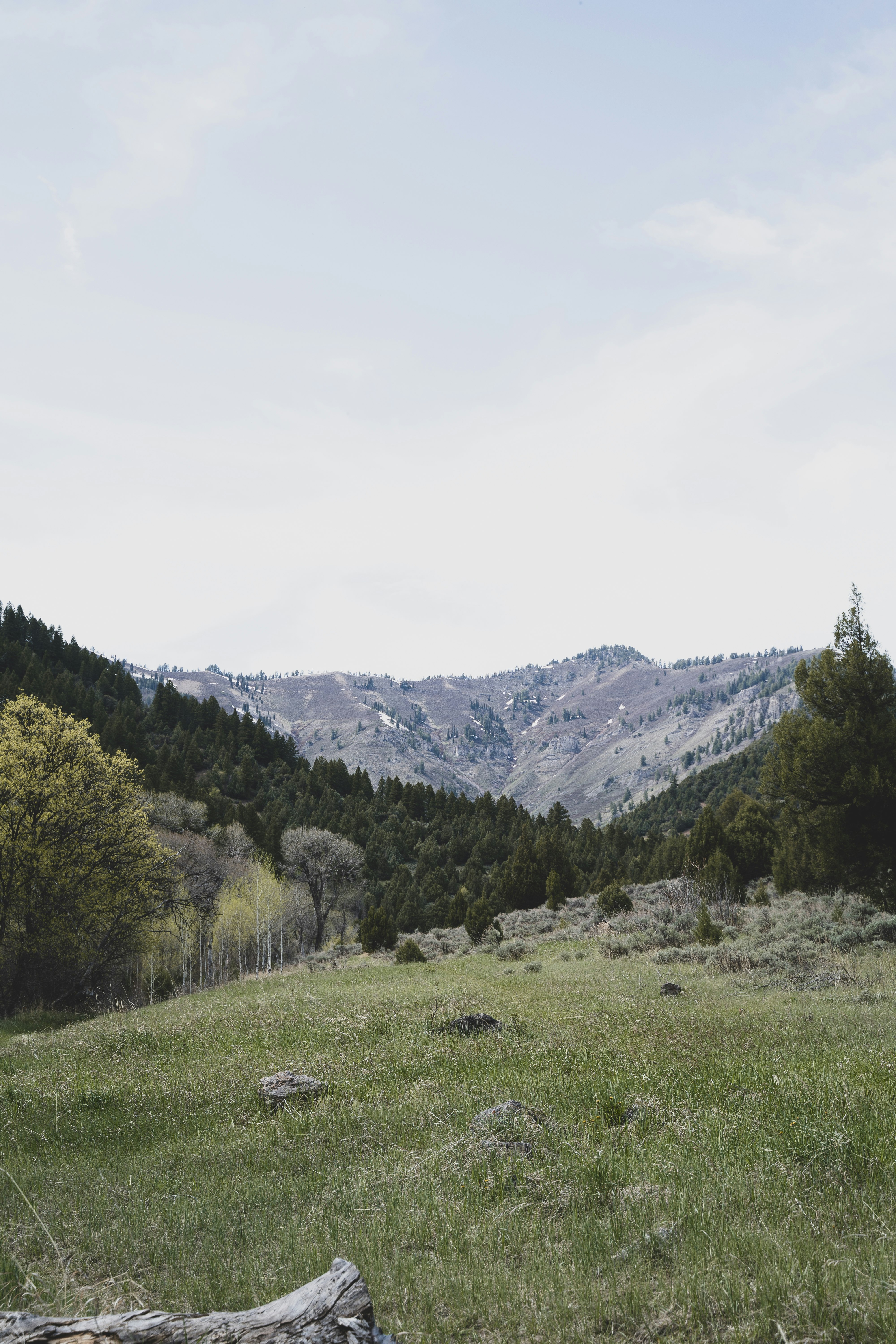 green grass field near green trees and mountains during daytime